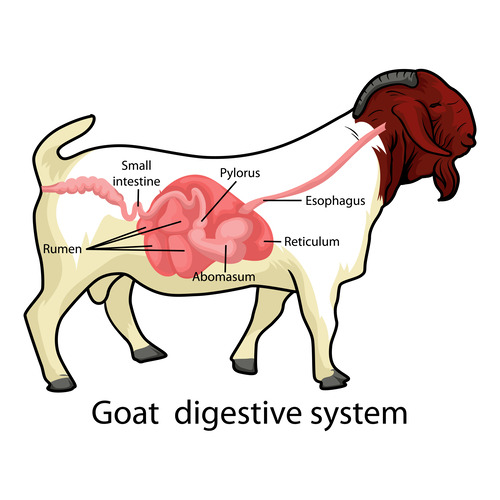 gut-microbiome